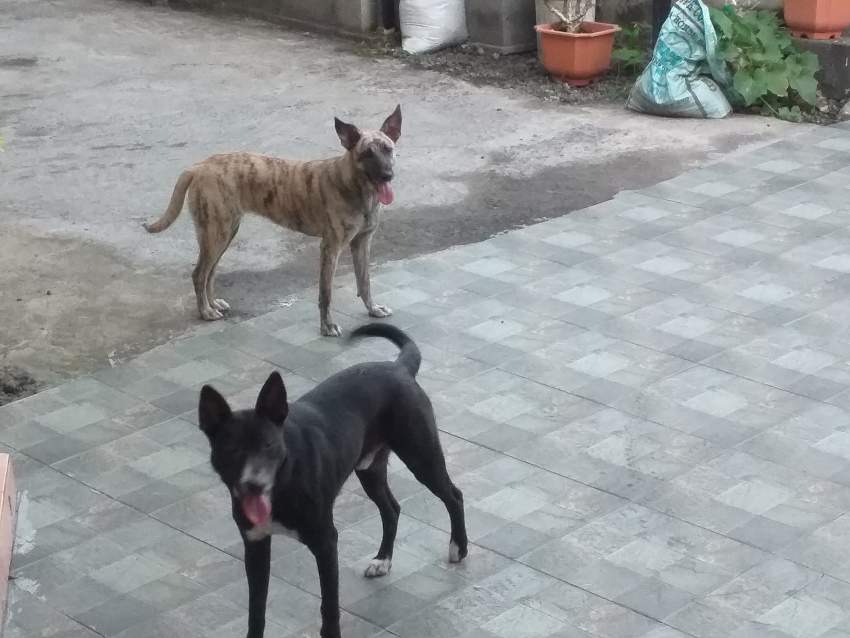 Dogs For Sale - 0 - Dogs  on Aster Vender