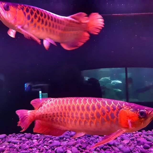 Quality Super Red Arowana and Albino Stingray Fishes for sale - 0 -  Aquarium fish  on Aster Vender