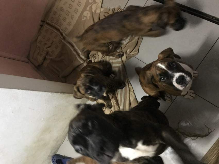 Dog - 2 - Dogs  on Aster Vender