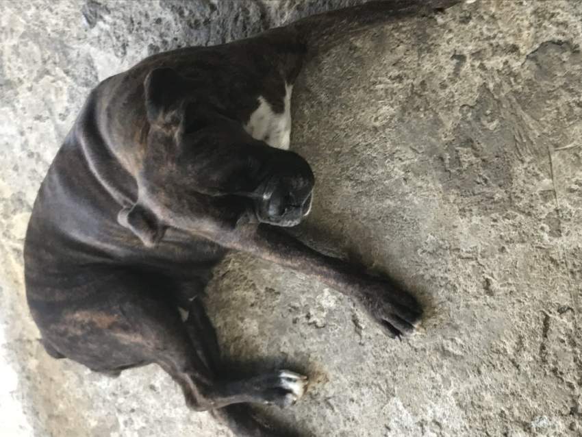 Dog - 0 - Dogs  on Aster Vender