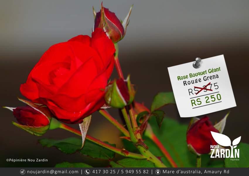 Rose Plant - 0 - Plants and Trees  on Aster Vender