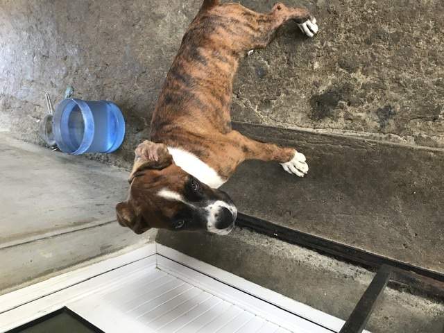 Vendre Boxer - 0 - Dogs  on Aster Vender