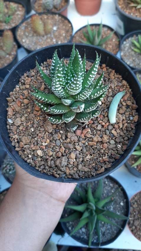 Zebra cactus (unusual species) - 1 - Plants and Trees  on Aster Vender