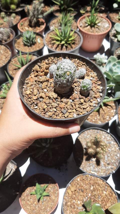 Thimble Cactus - 1 - Plants and Trees  on Aster Vender