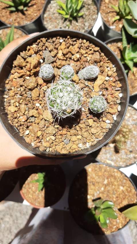 Thimble Cactus - 0 - Plants and Trees  on Aster Vender