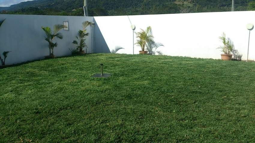 Gazon  - 0 - Plants and Trees  on Aster Vender