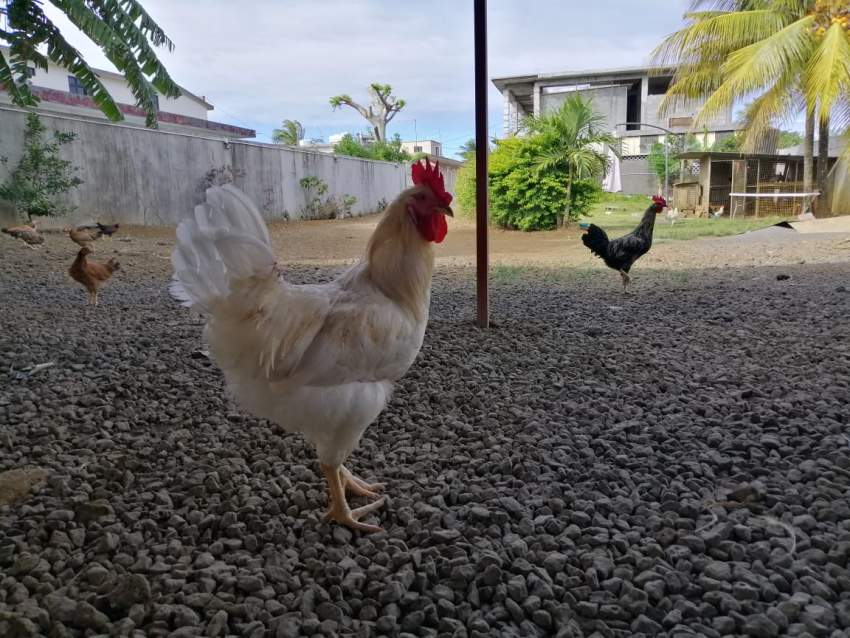 Coquelet - 0 - Poultry  on Aster Vender