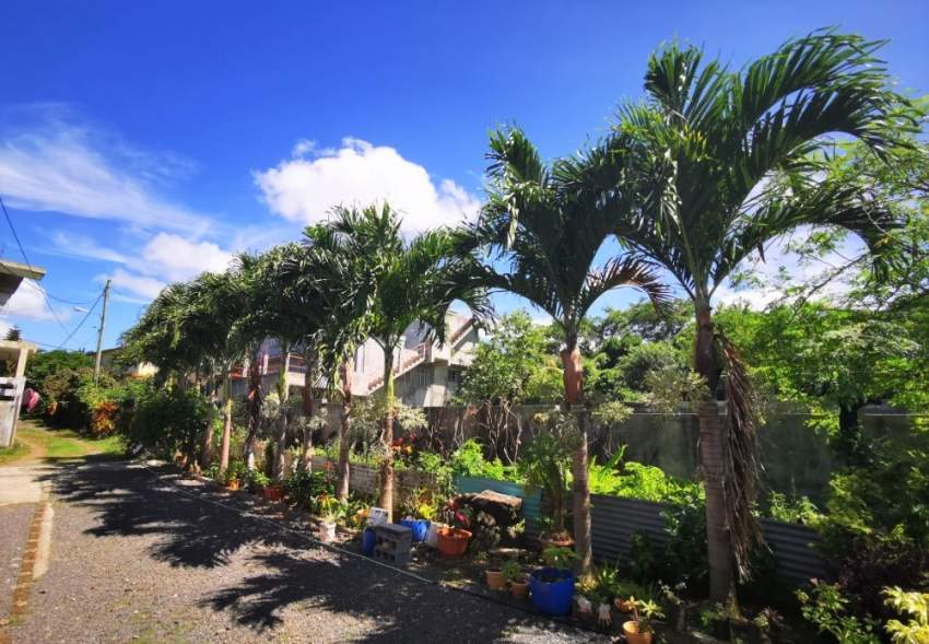 PALMISTE PAQUE - 0 - Plants and Trees  on Aster Vender