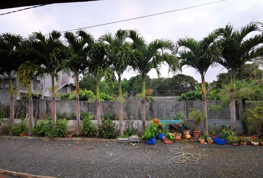 PALMISTE PAQUE - 1 - Plants and Trees  on Aster Vender