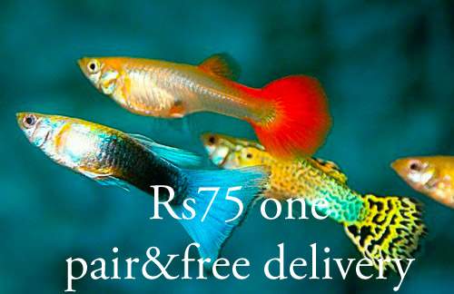 Fish multicolor - 0 - Other Pets  on Aster Vender