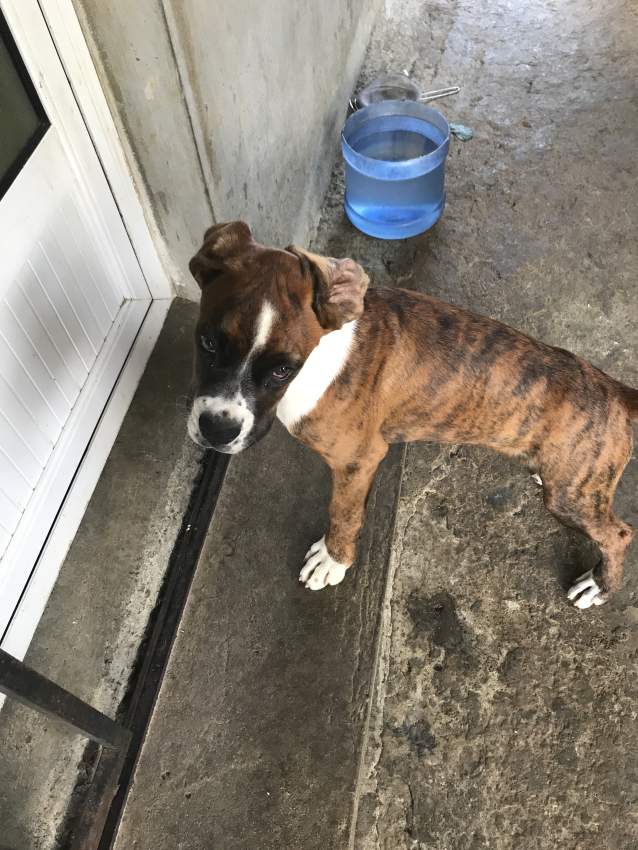 Dogs  - 0 - Dogs  on Aster Vender