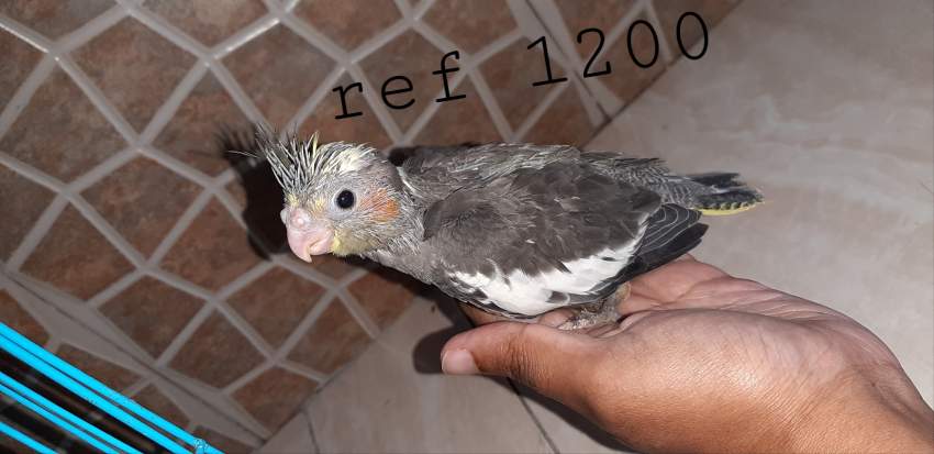 Cockatiel and budgies - 3 - Birds  on Aster Vender