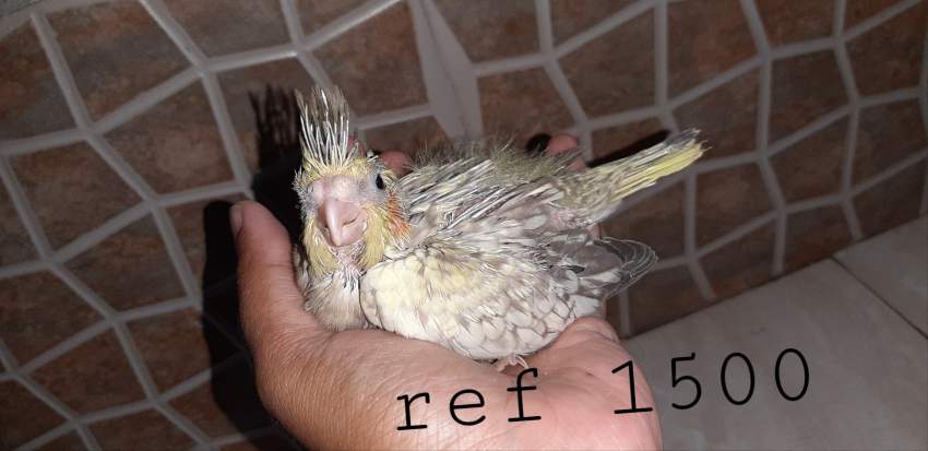 Cockatiel and budgies - 1 - Birds  on Aster Vender