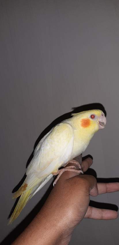 Cockatiel and budgies - 6 - Birds  on Aster Vender