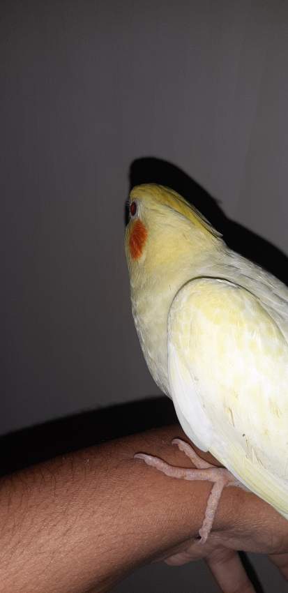 Cockatiel and budgies - 0 - Birds  on Aster Vender