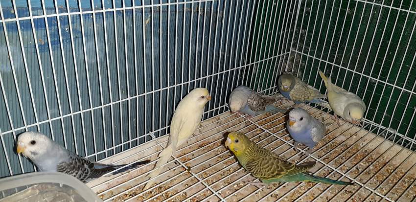 Cockatiel and budgies - 4 - Birds  on Aster Vender