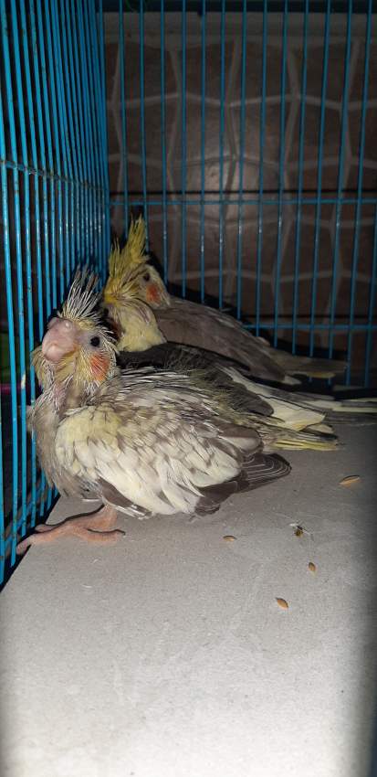 Cockatiel and budgies - 5 - Birds  on Aster Vender
