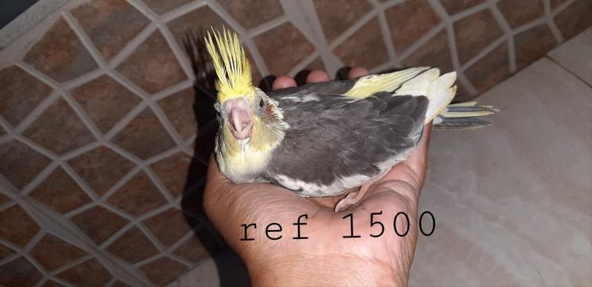 Cockatiel and budgies - 2 - Birds  on Aster Vender