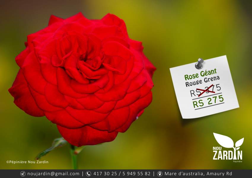 Rose Plant - 0 - Plants and Trees  on Aster Vender