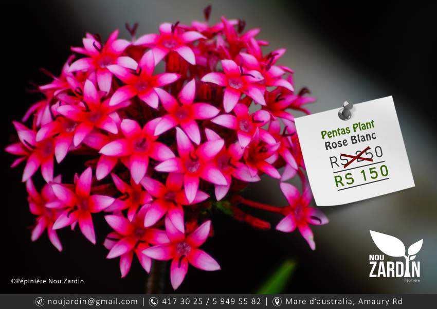 Pentas Plant - 0 - Plants and Trees  on Aster Vender