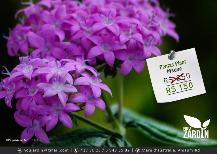 Pentas Plant - 0 - Plants and Trees  on Aster Vender
