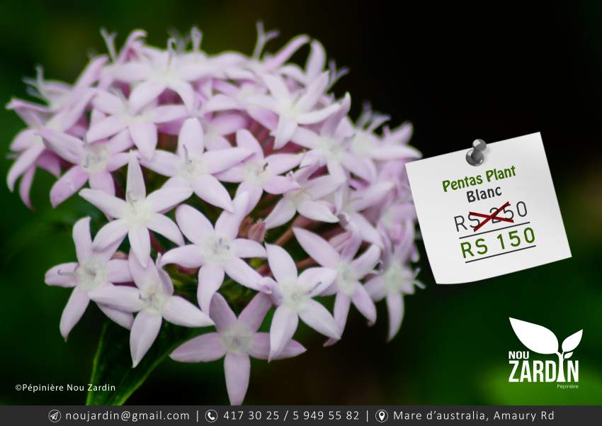 Pentas Plant - 0 - Plants and Trees  on Aster Vender