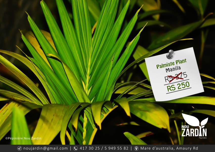 Palmiste Manila - 0 - Plants and Trees  on Aster Vender