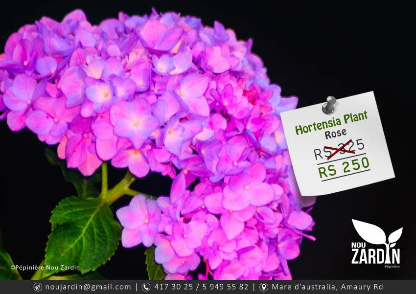 Hortensia Plant - 0 - Plants and Trees  on Aster Vender