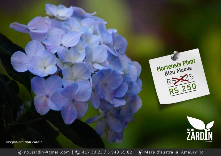 Hortensia Plant - 0 - Plants and Trees  on Aster Vender