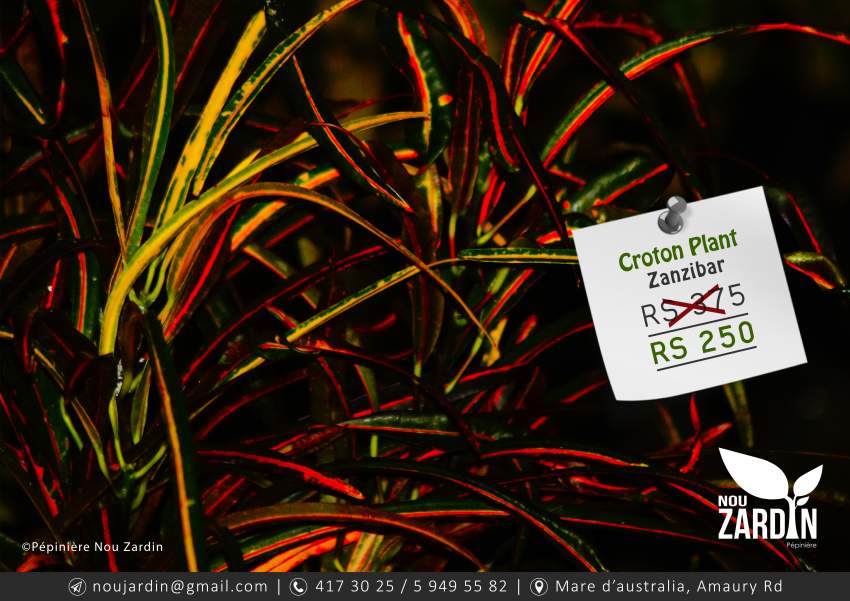 Croton Plant - 0 - Plants and Trees  on Aster Vender