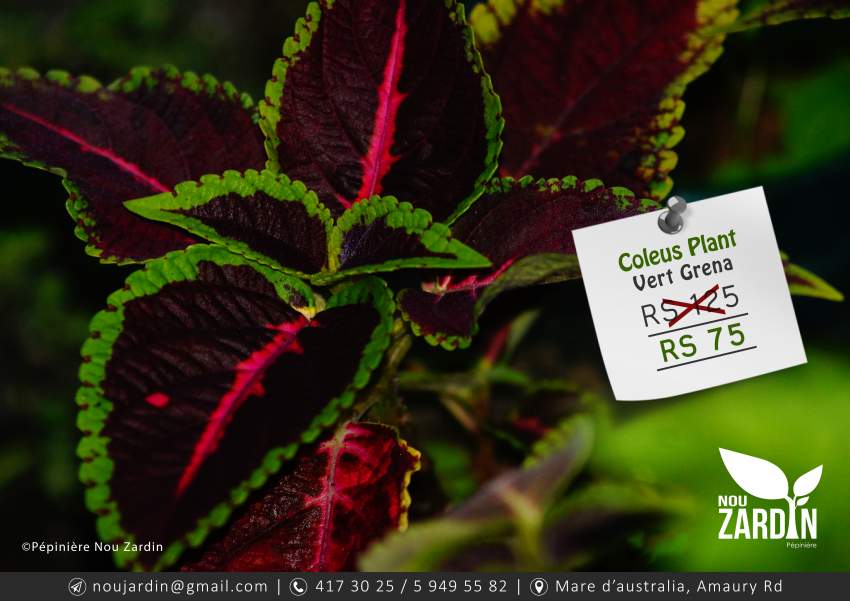 Coleus Plant - 0 - Plants and Trees  on Aster Vender