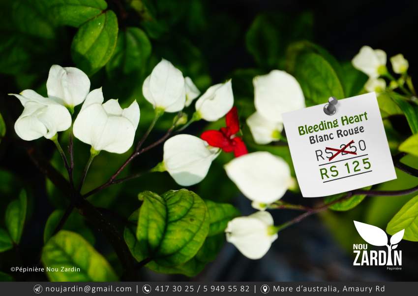 Bleeding Heart Plant - 0 - Plants and Trees  on Aster Vender