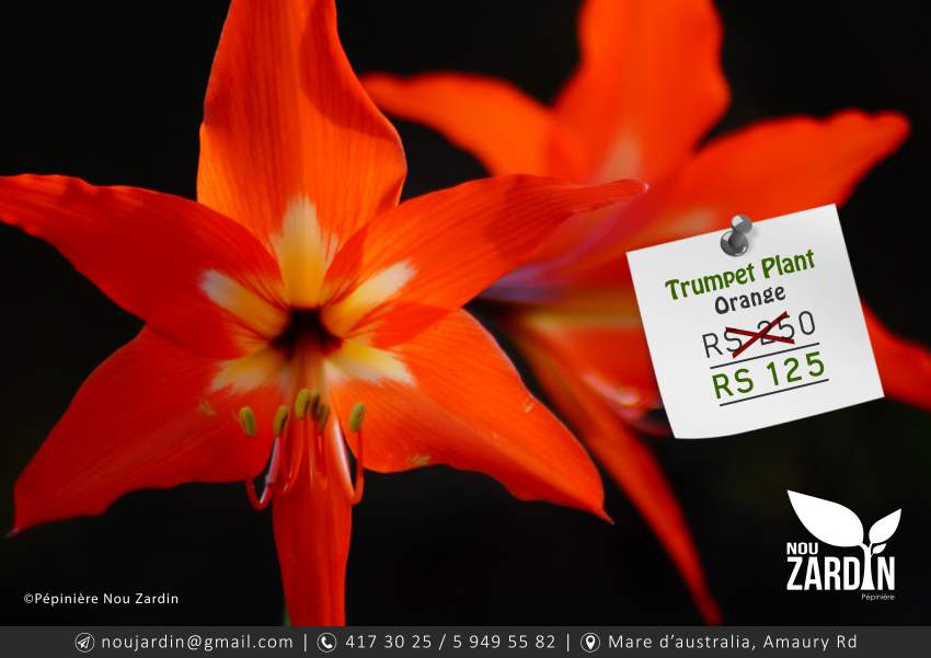 Trumpet Plant - 0 - Plants and Trees  on Aster Vender