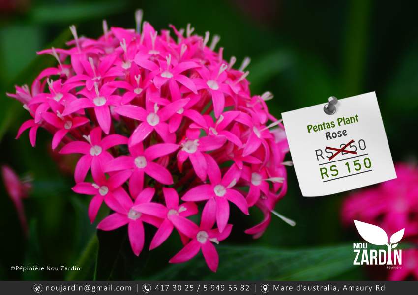 Pentas Plant - 0 - Plants and Trees  on Aster Vender