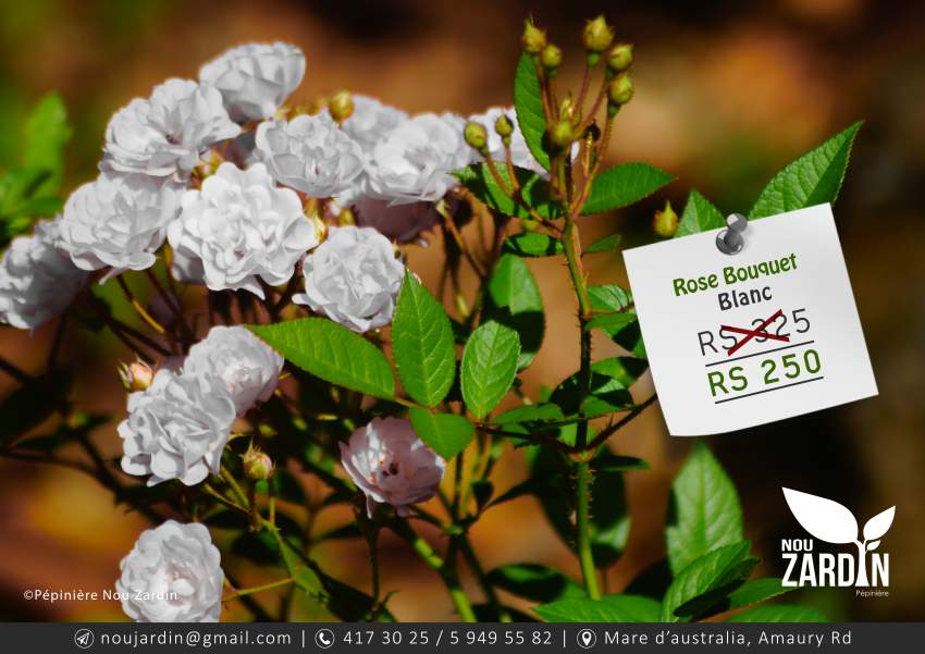 Rose Plant - 0 - Plants and Trees  on Aster Vender