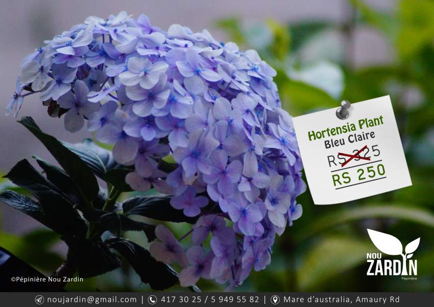 Hortensia Plant - 0 - Plants and Trees  on Aster Vender