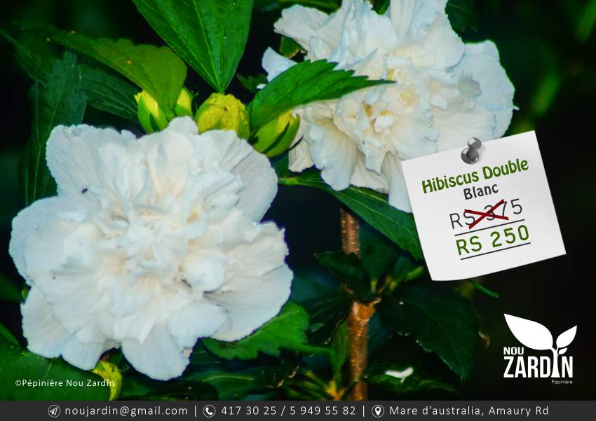 Hibiscus Plant - 0 - Plants and Trees  on Aster Vender