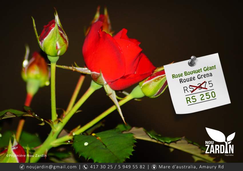 Rose Plant - 0 - Plants and Trees  on Aster Vender