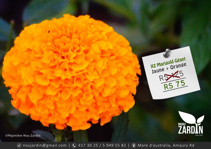 Marigold Plant - 0 - Plants and Trees  on Aster Vender