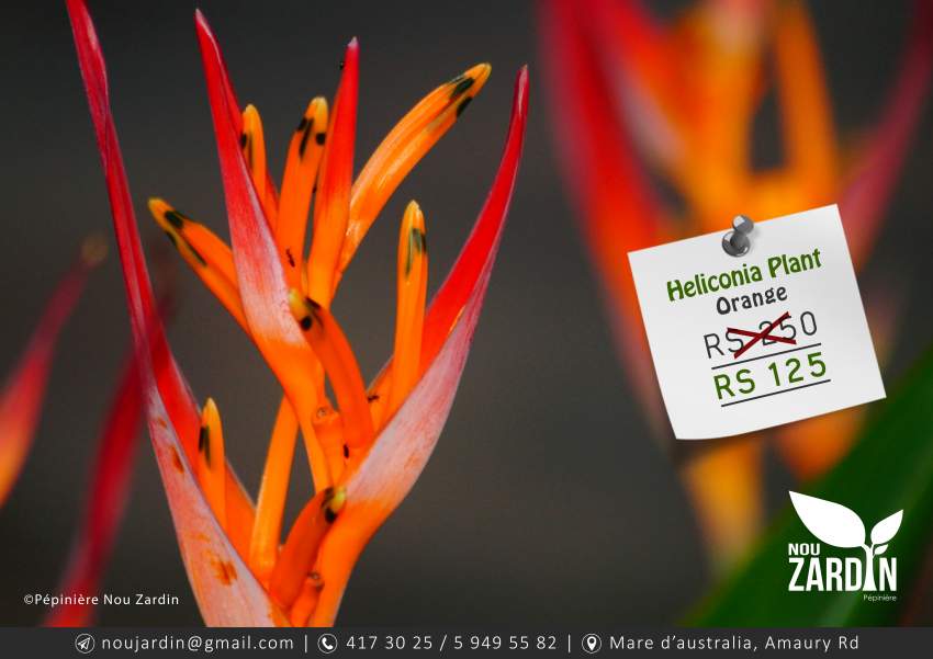 Heliconia Plant - 0 - Plants and Trees  on Aster Vender
