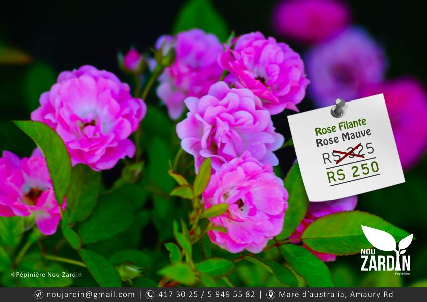 Rose Plant - 0 - Plants and Trees  on Aster Vender