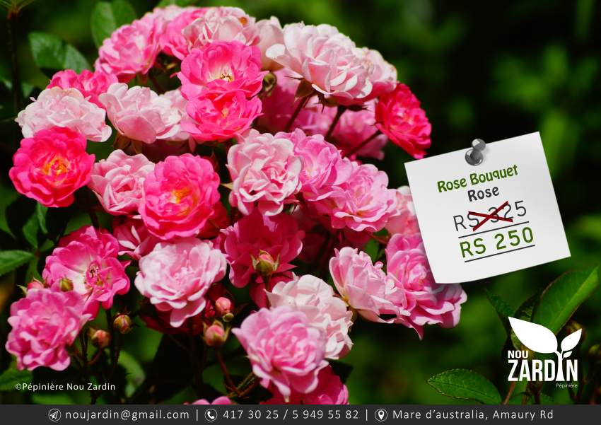 Rose Plant - 0 - Plants and Trees  on Aster Vender