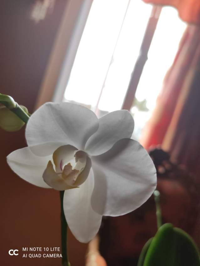 Orchidée avec les fleurs blanches brillantes  on Aster Vender