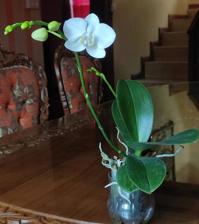 Orchidée avec les fleurs blanches brillantes - 0 - Garden Decorations  on Aster Vender