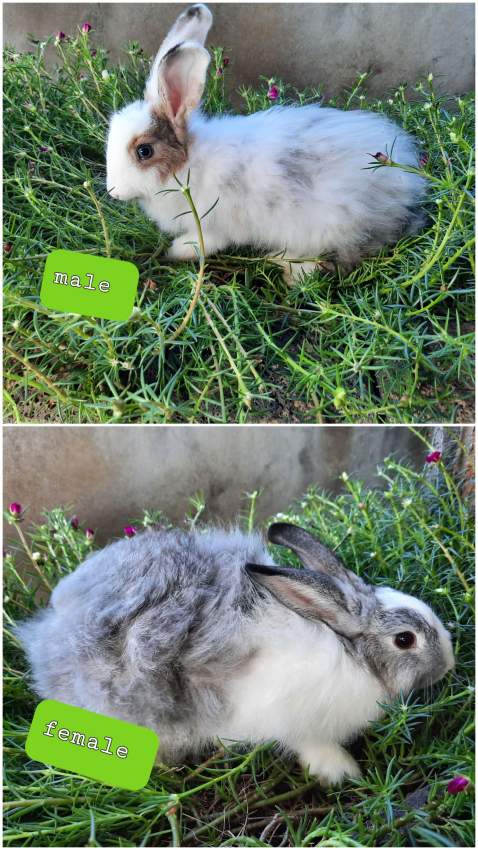 Rabbit for sale on Aster Vender