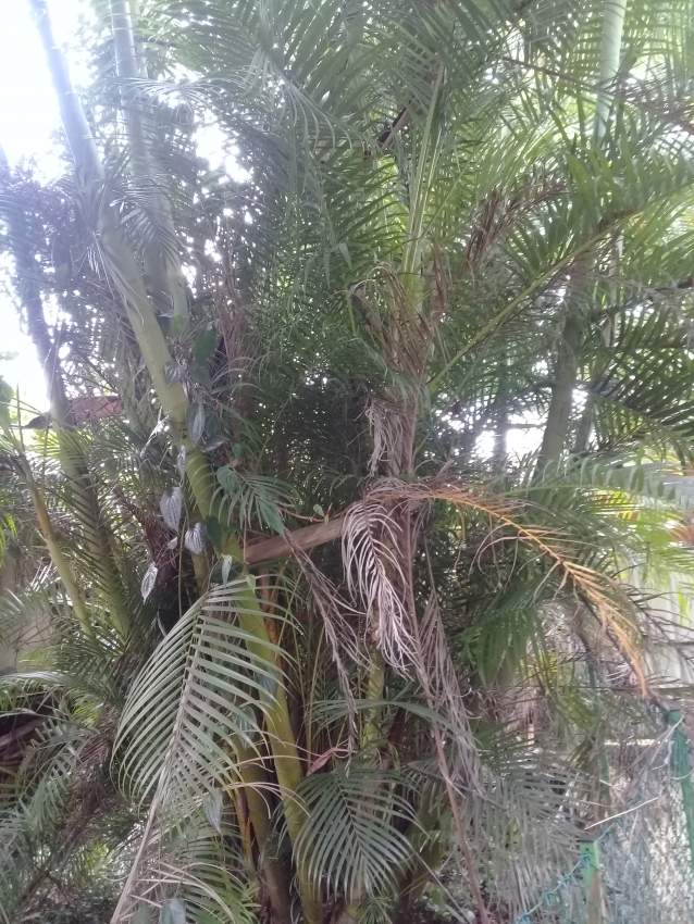 Le Coeur Palmist - 0 - Garden Decorations  on Aster Vender