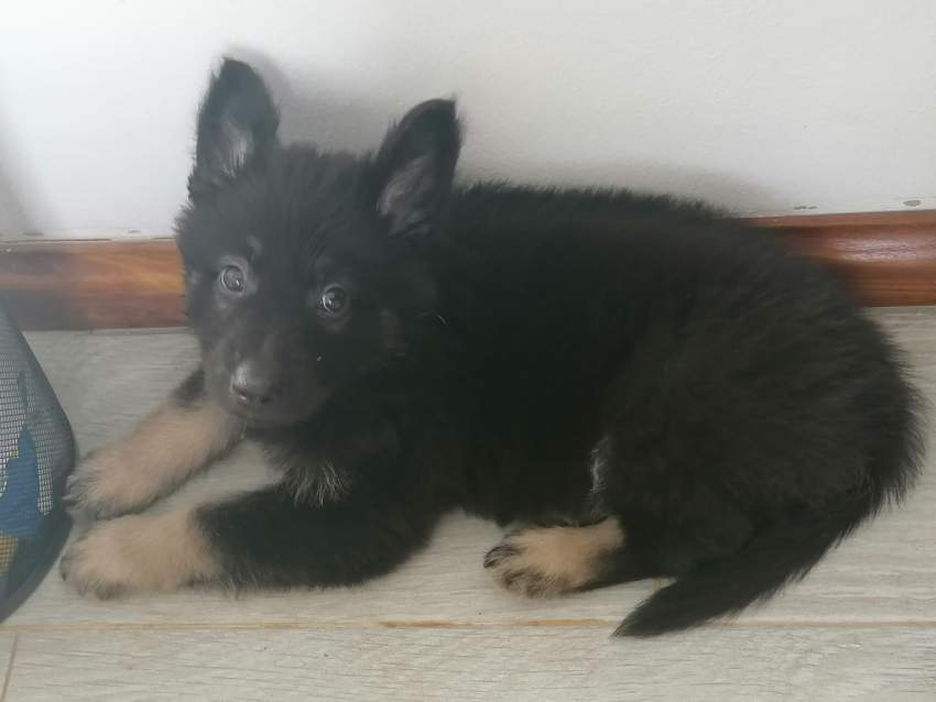 Male Berger/GSD puppy - 1 - Dogs  on Aster Vender