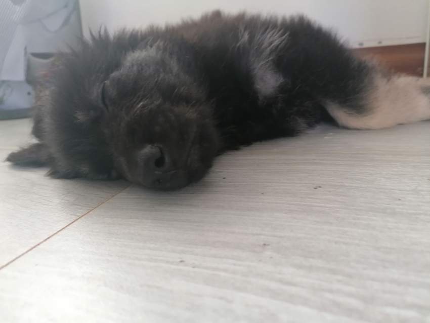 Male Berger/GSD puppy - 0 - Dogs  on Aster Vender