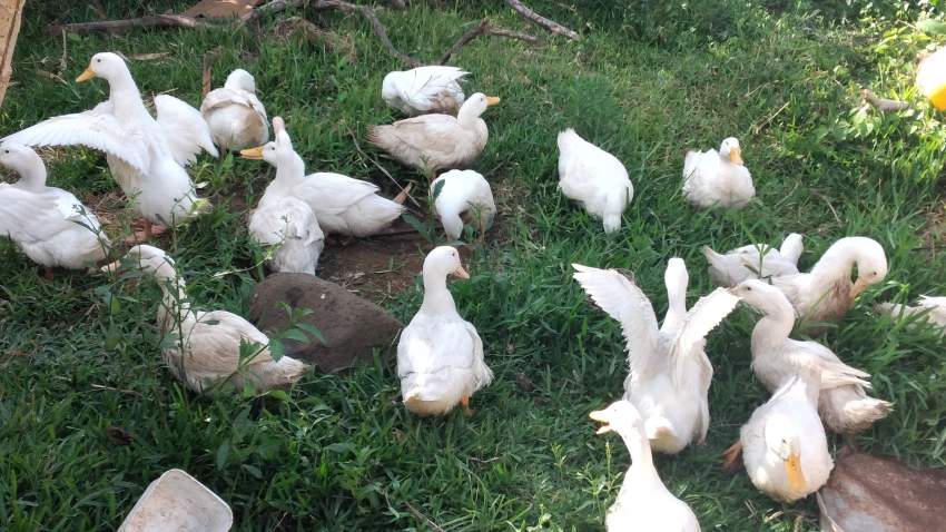 Canard Pekin  - Poultry on Aster Vender