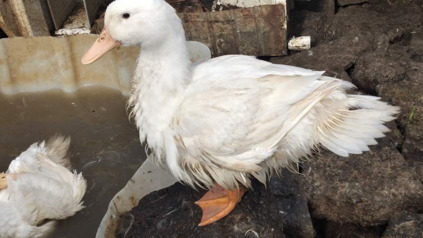 Canard Pekin  - 1 - Poultry  on Aster Vender